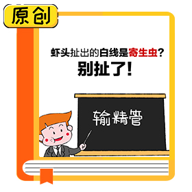 蝦頭扯出的白線是寄生蟲？別扯了！ (3)
